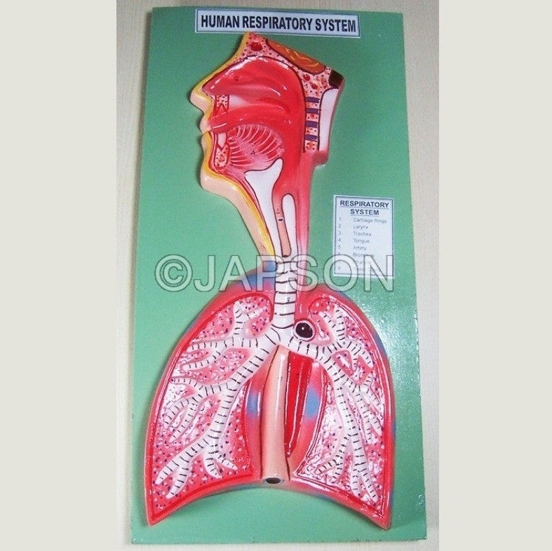Human Respiratory System Human Respiratory System